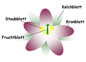 Blumenbild 2