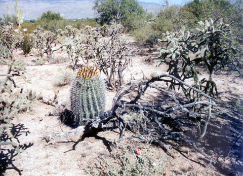 arizona-kaktus-2