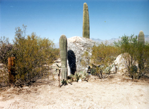 arizona-kaktus