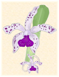 malbuch-orchidee-2